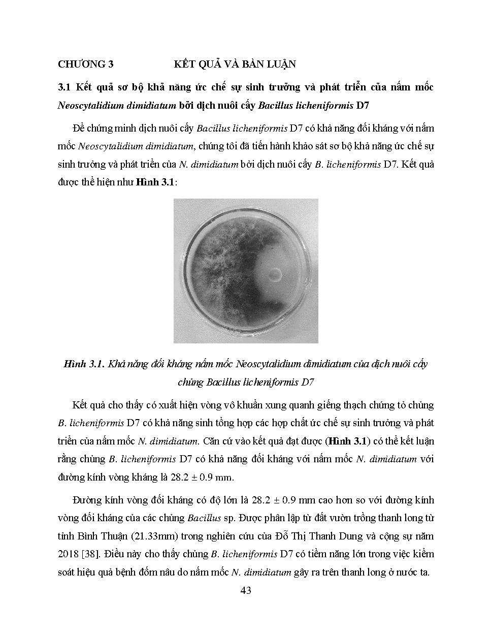 Khảo sát khả năng ức chế nấm mốc Neoscytalidium dimidiatum gây ra bệnh đốm nâu trên cây thanh long của vi khuẩn Bacillus licheniformis D7: Báo cáo tổng kết đề tài nghiên cứu khoa học cấp Trường